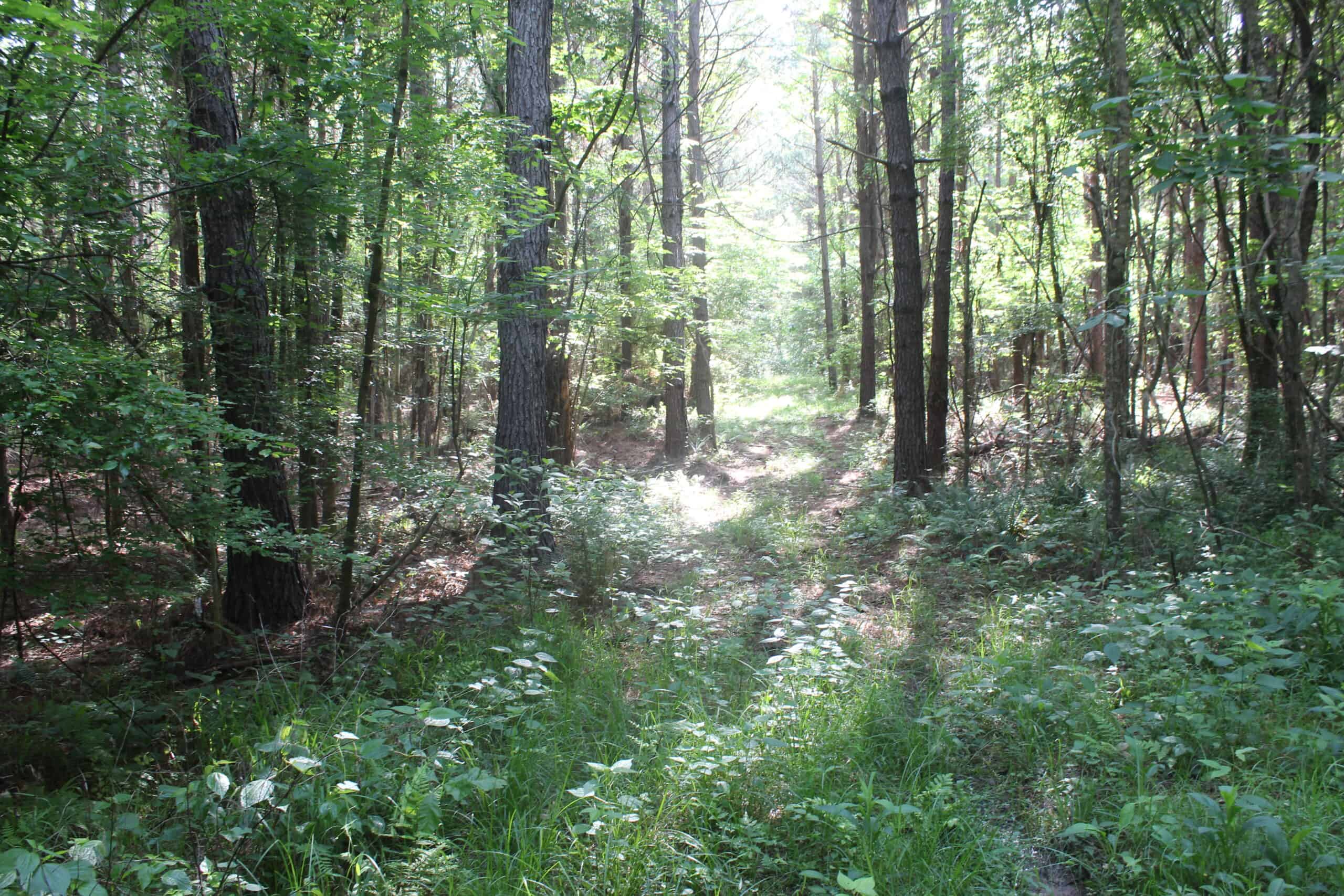 38.9 Acres of Hunting Land Lincoln County Mississippi