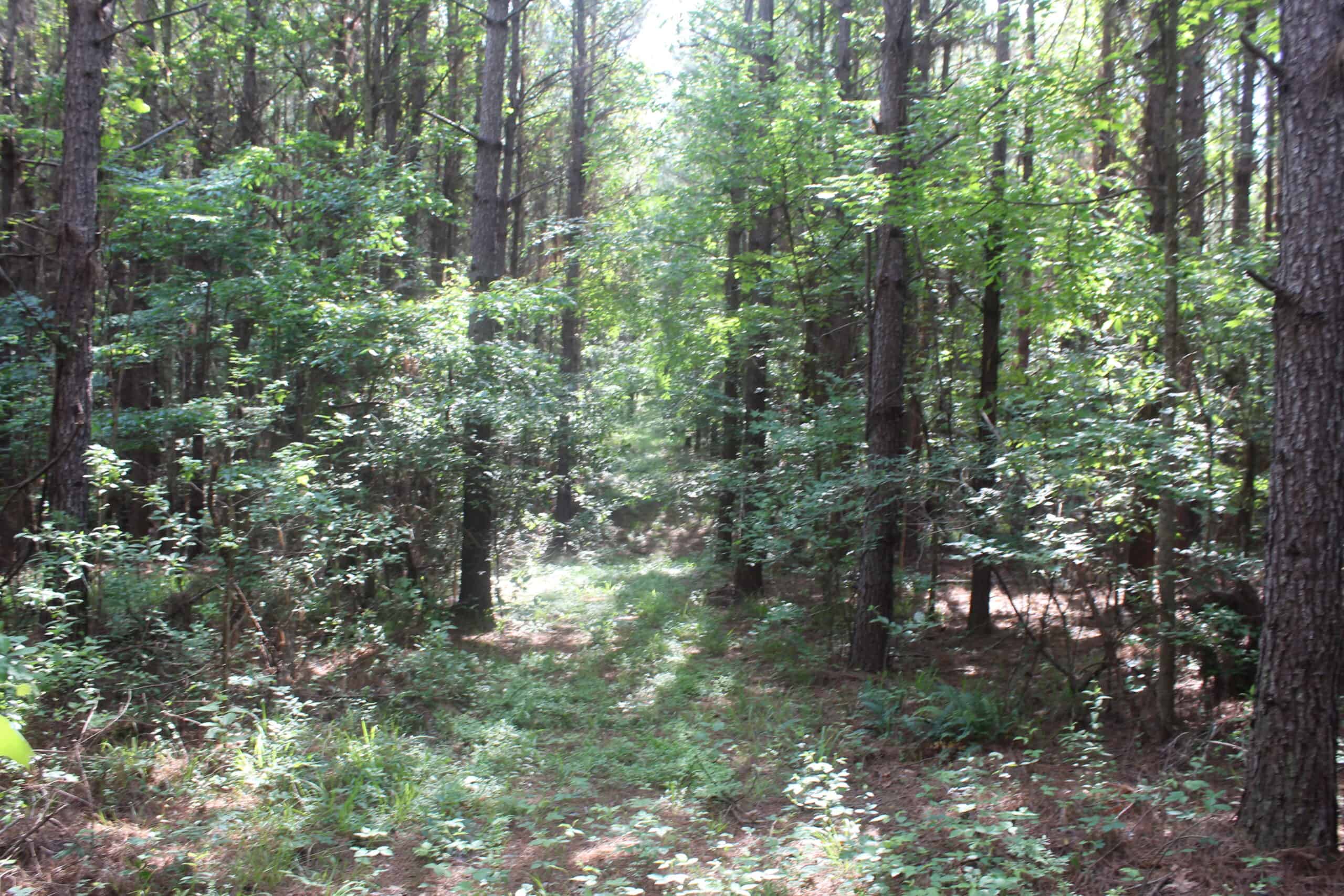 38.9 Acres of Hunting Land Lincoln County Mississippi