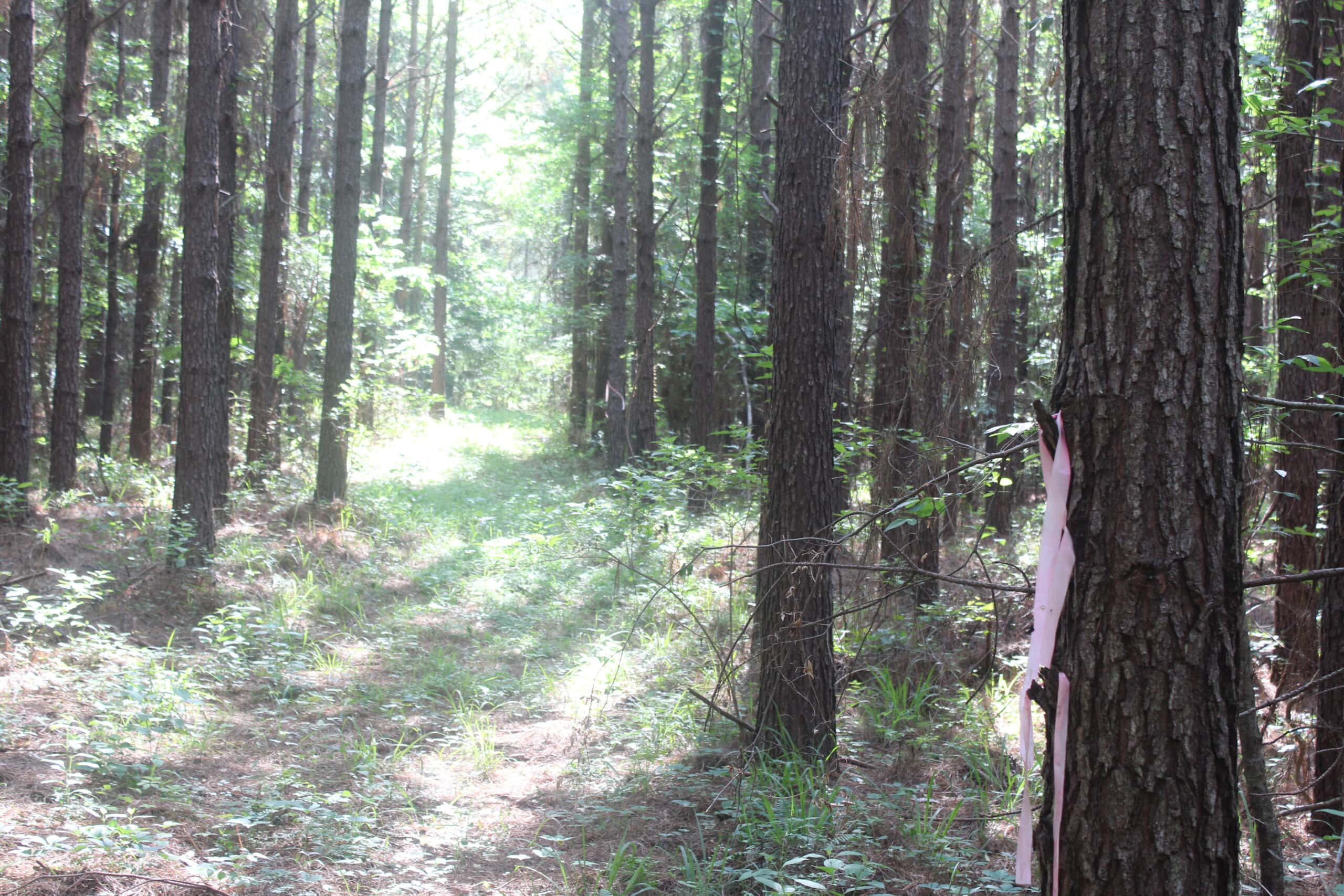 38.9 Acres of Hunting Land Lincoln County Mississippi