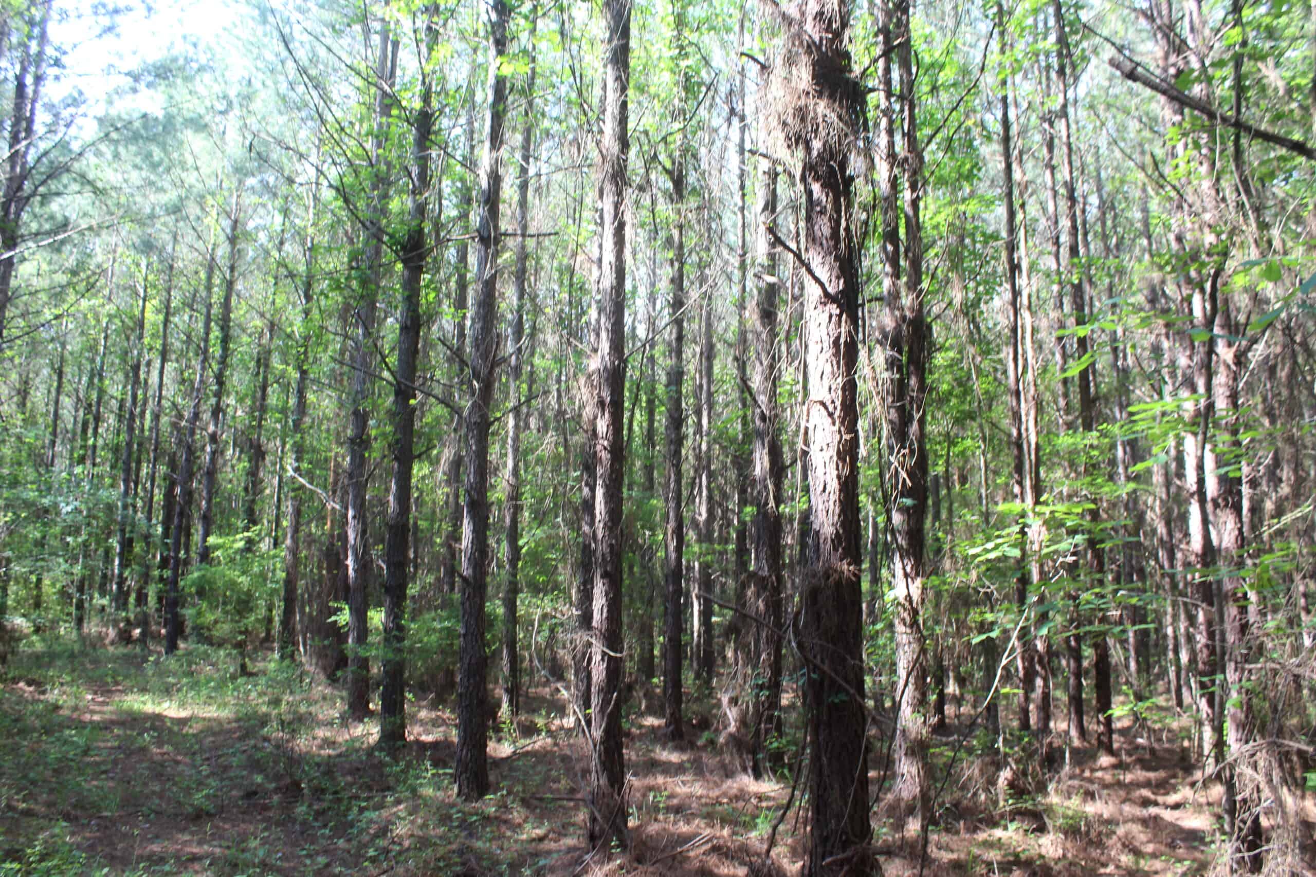 38.9 Acres of Hunting Land Lincoln County Mississippi