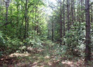 38.9 Acres of Hunting Land Lincoln County Mississippi