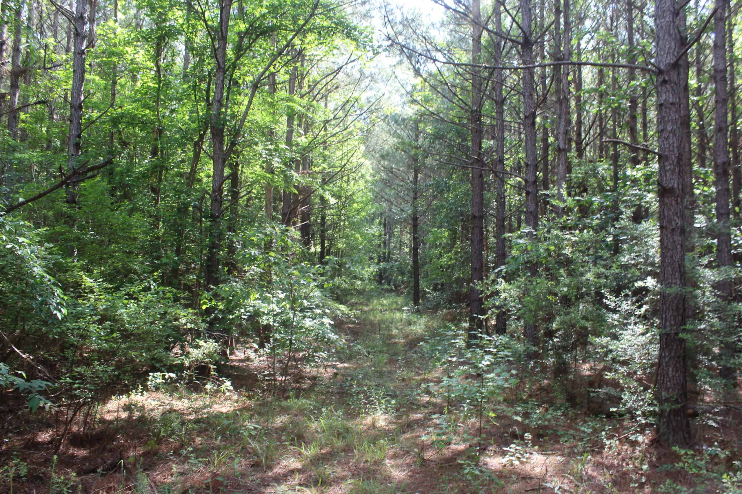 38.9 Acres of Hunting Land Lincoln County Mississippi
