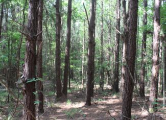 38.9 Acres of Hunting Land Lincoln County Mississippi