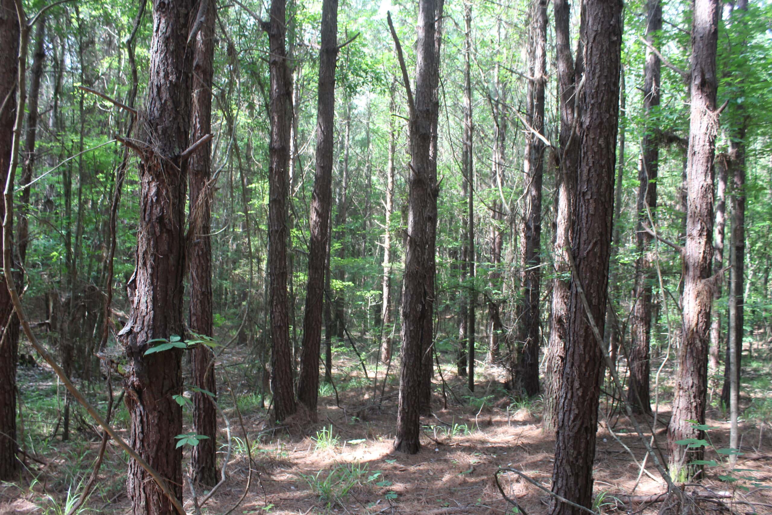 38.9 Acres of Hunting Land Lincoln County Mississippi