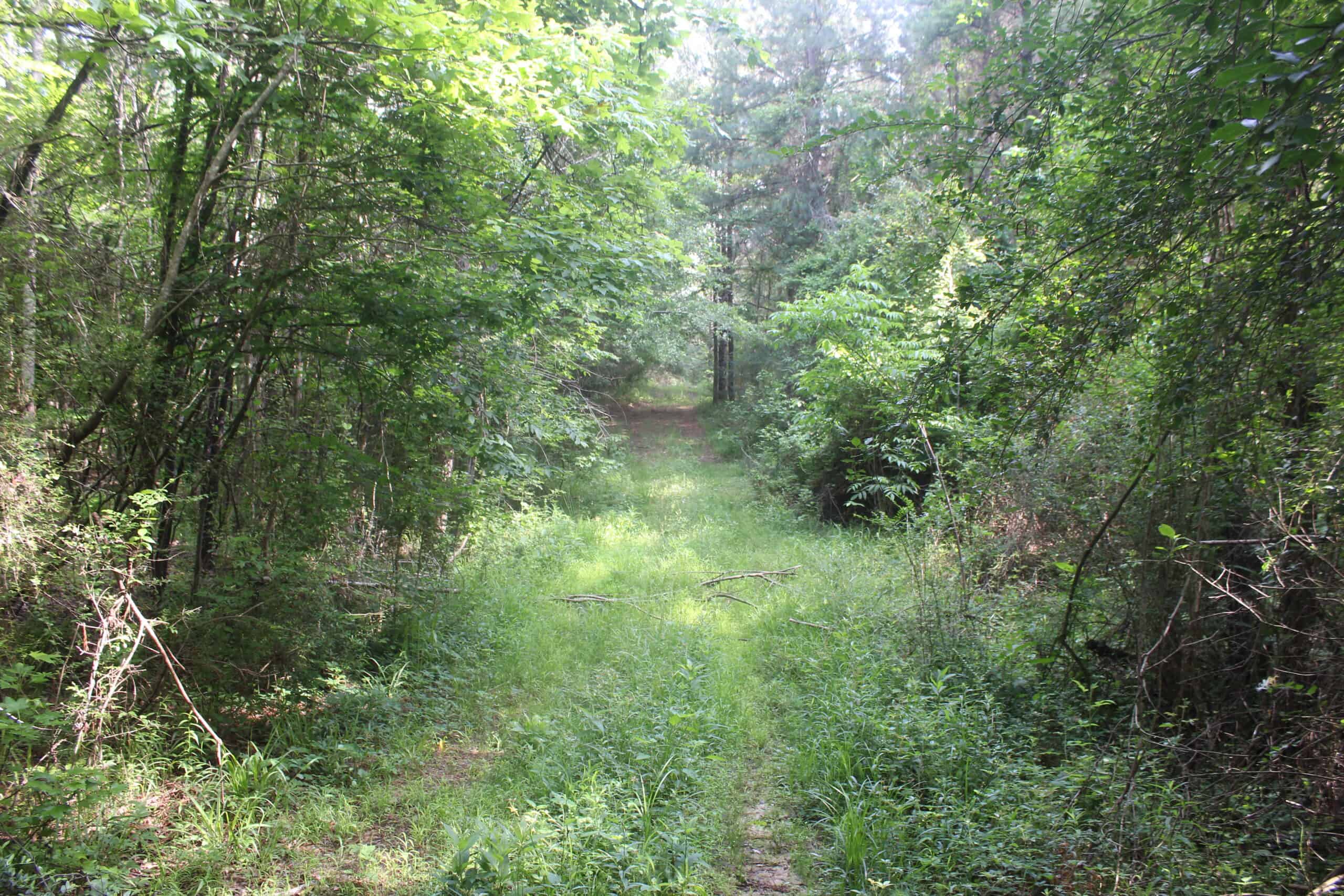 38.9 Acres of Hunting Land Lincoln County Mississippi