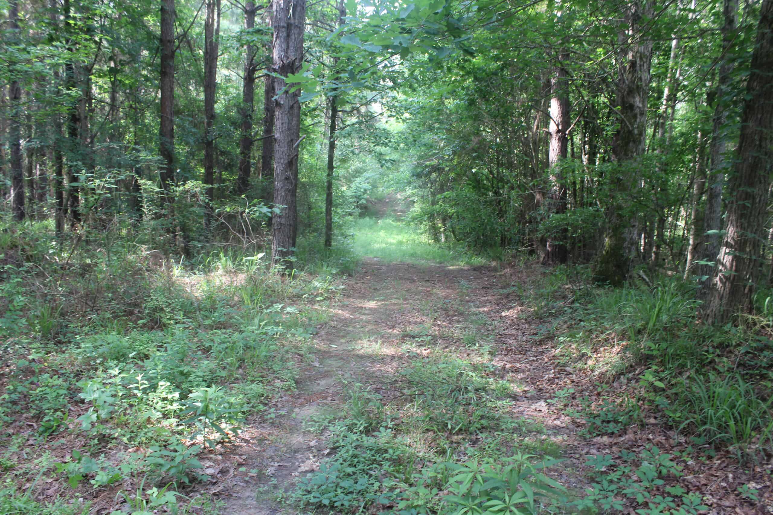 38.9 Acres of Hunting Land Lincoln County Mississippi