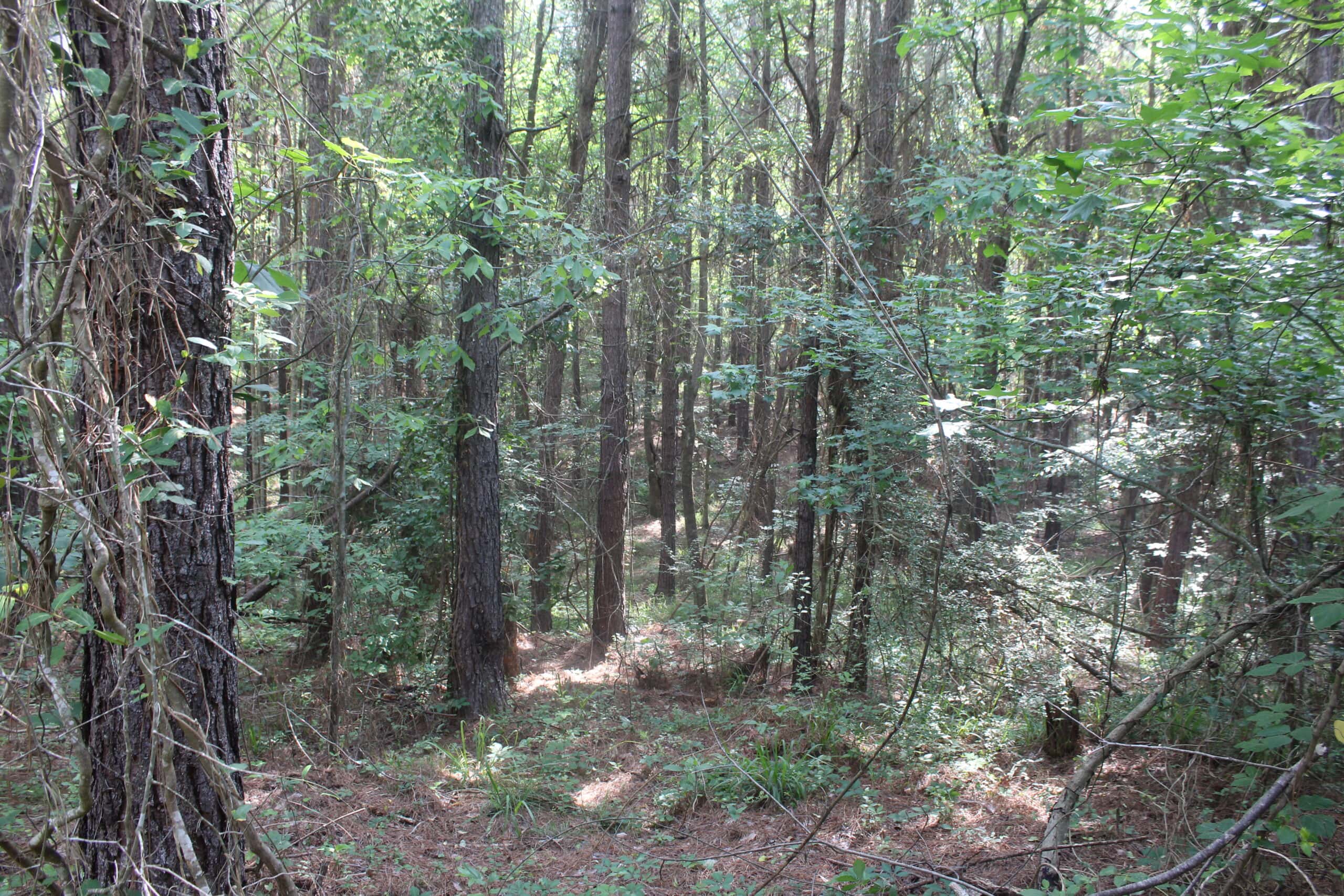 38.9 Acres of Hunting Land Lincoln County Mississippi