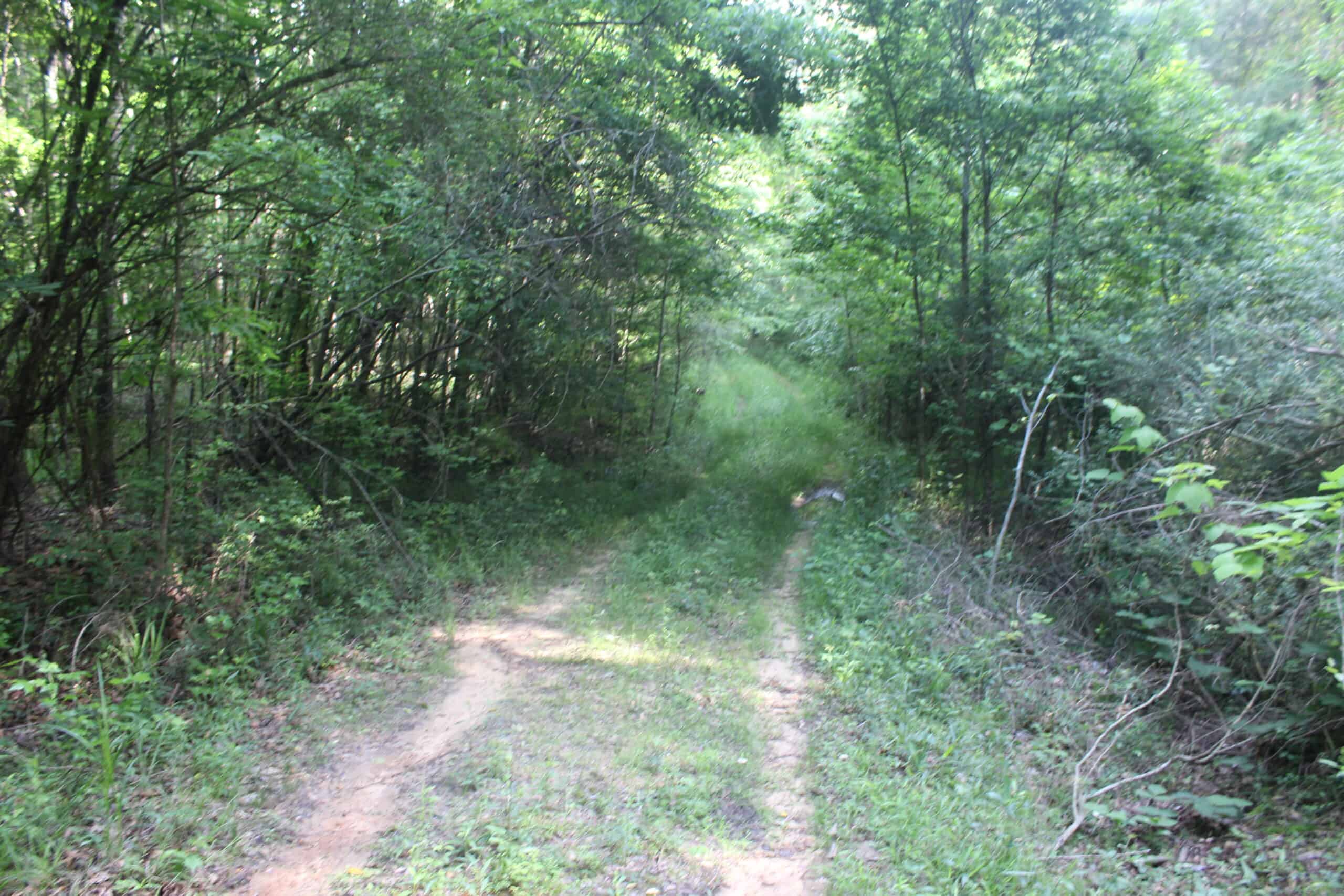 38.9 Acres of Hunting Land Lincoln County Mississippi