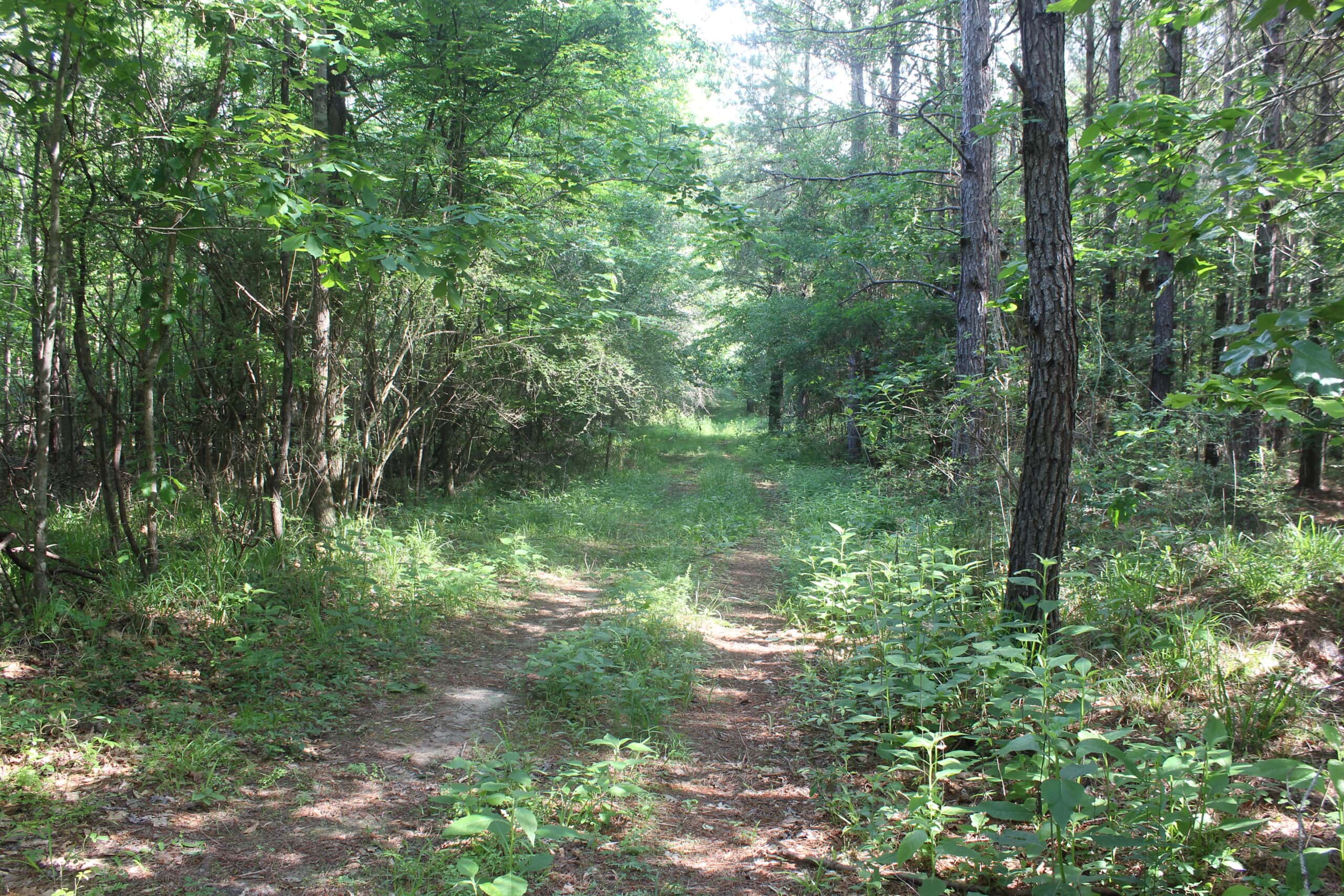 38.9 Acres of Hunting Land Lincoln County Mississippi