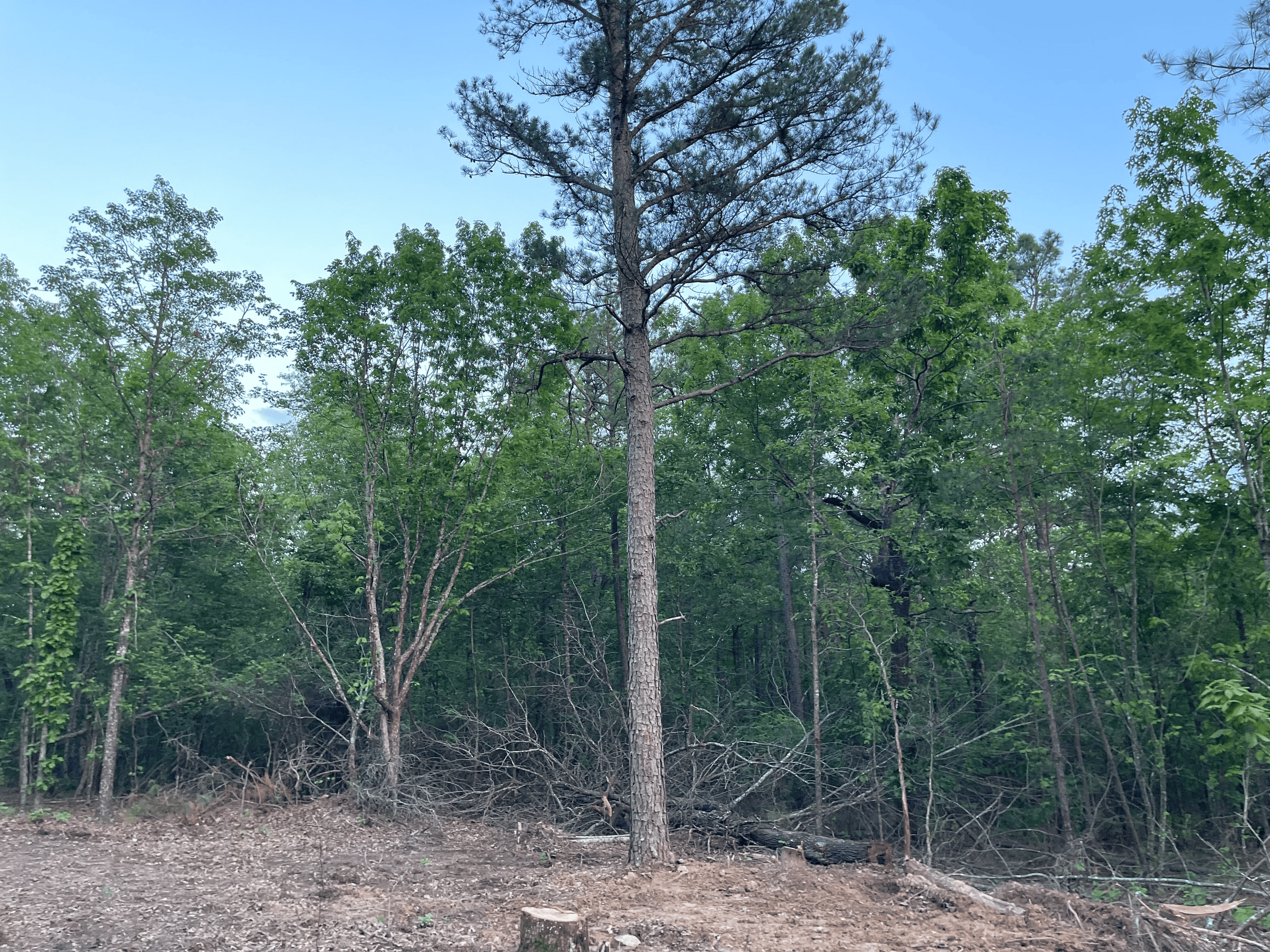 40 acres mol located just off of Wild Horse Trail in McCurtain, County, OK