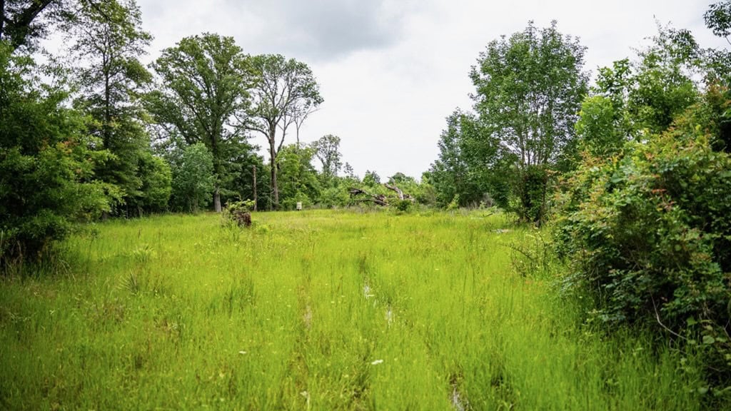 Hunting Land for Sale Morehouse Parish, LA