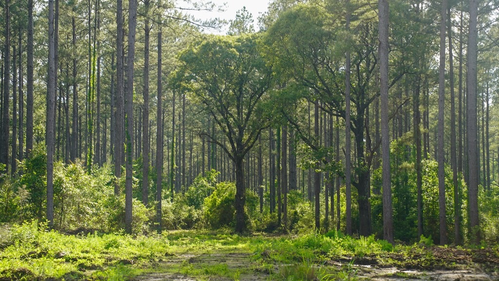 South Mississippi Hunting Paradise for Sale Amite County,MS