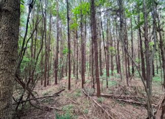 Secluded Land for Sale in Roxie – MS Hamburg Community Lot