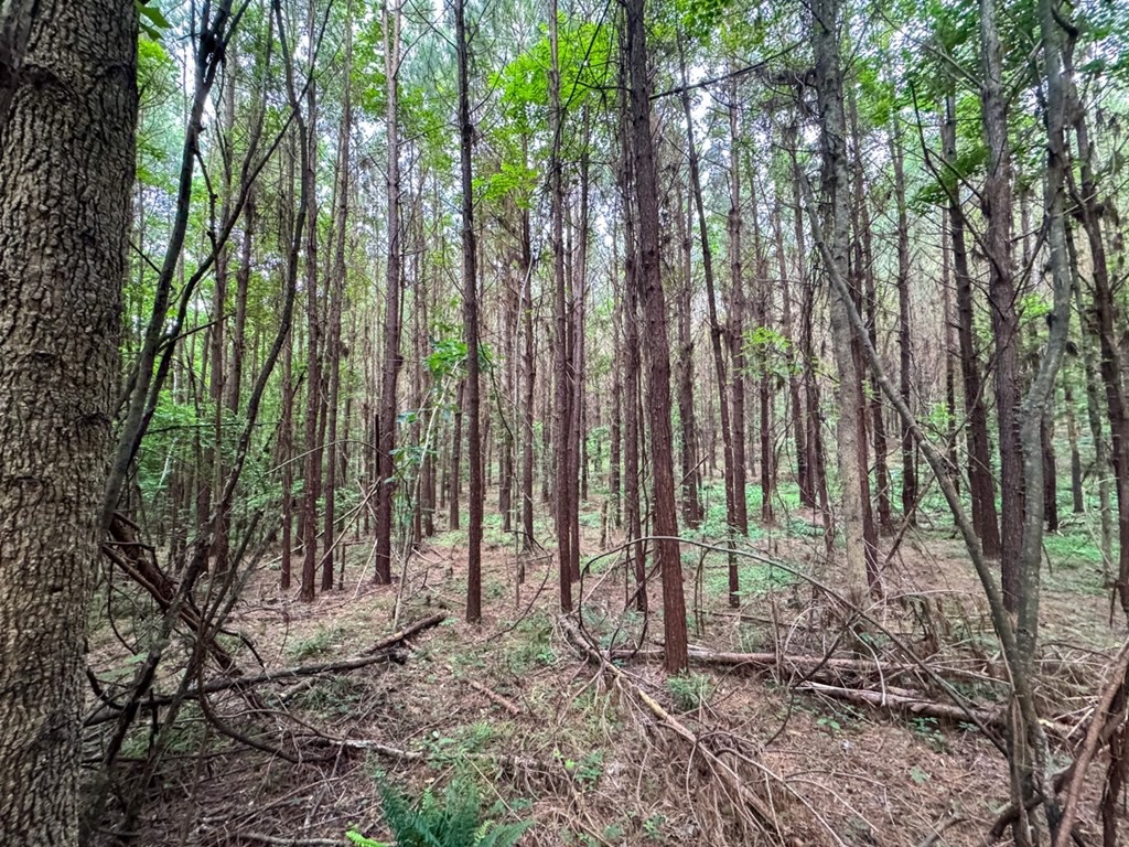 Secluded Land for Sale in Roxie – MS Hamburg Community Lot