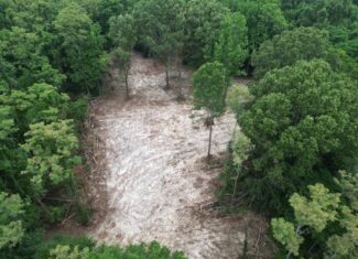 Hamburg 41: Hunting Land for Sale in Roxie, Mississippi