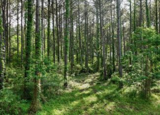 South Mississippi Hunting Paradise for Sale Amite County,MS