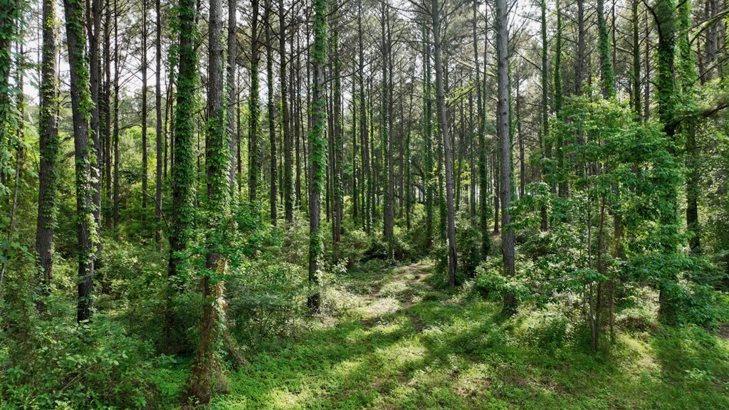 South Mississippi Hunting Paradise for Sale Amite County,MS