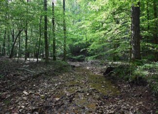 LAND FOR SALE IN TN, 95 AC+/-, CREEKS, HARDWOODS, HUNTING