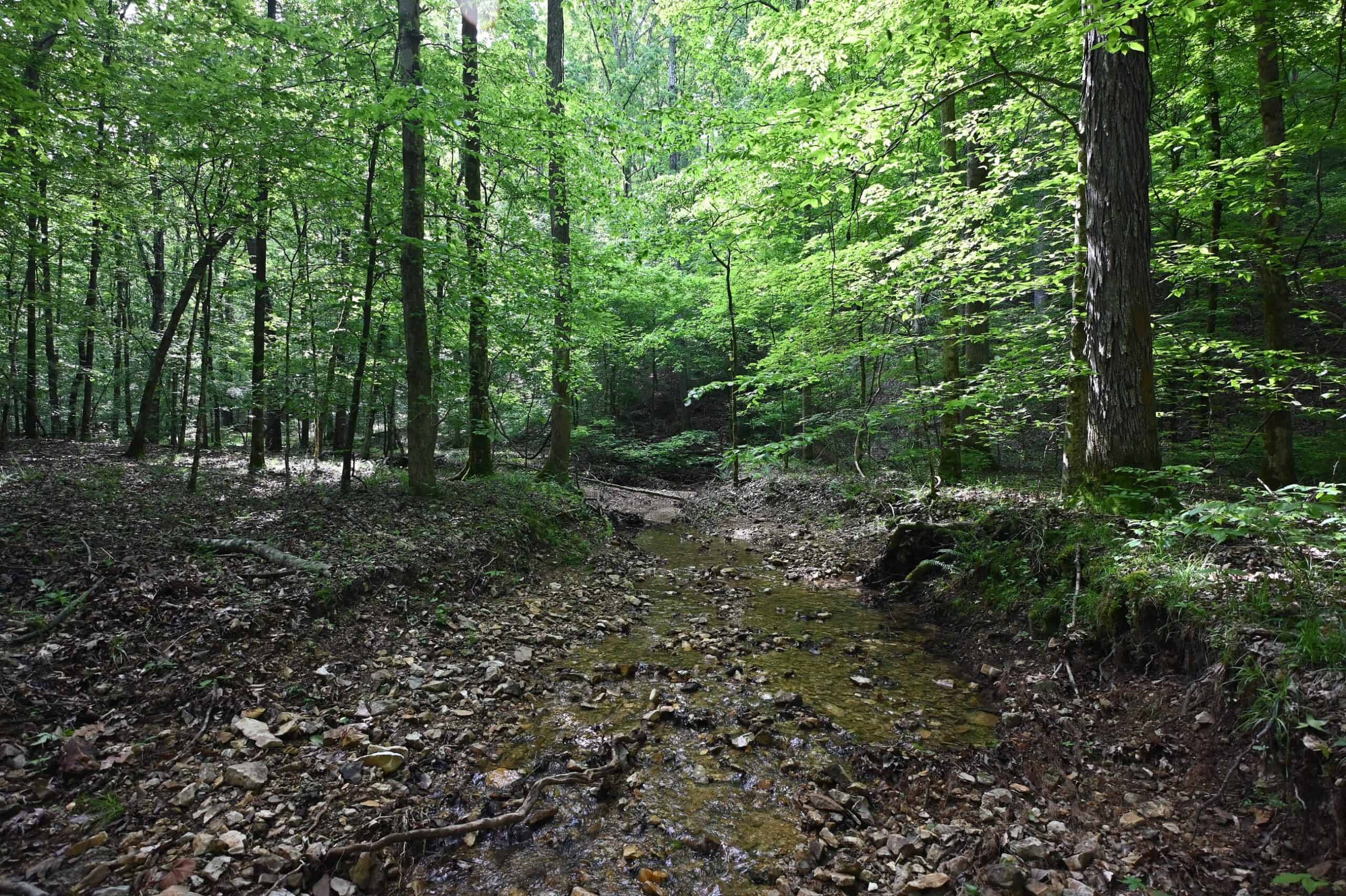LAND FOR SALE IN TN, 95 AC+/-, CREEKS, HARDWOODS, HUNTING