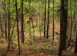 Hunting Property Homochitto Nat’l Forest Wilkinson Co MS
