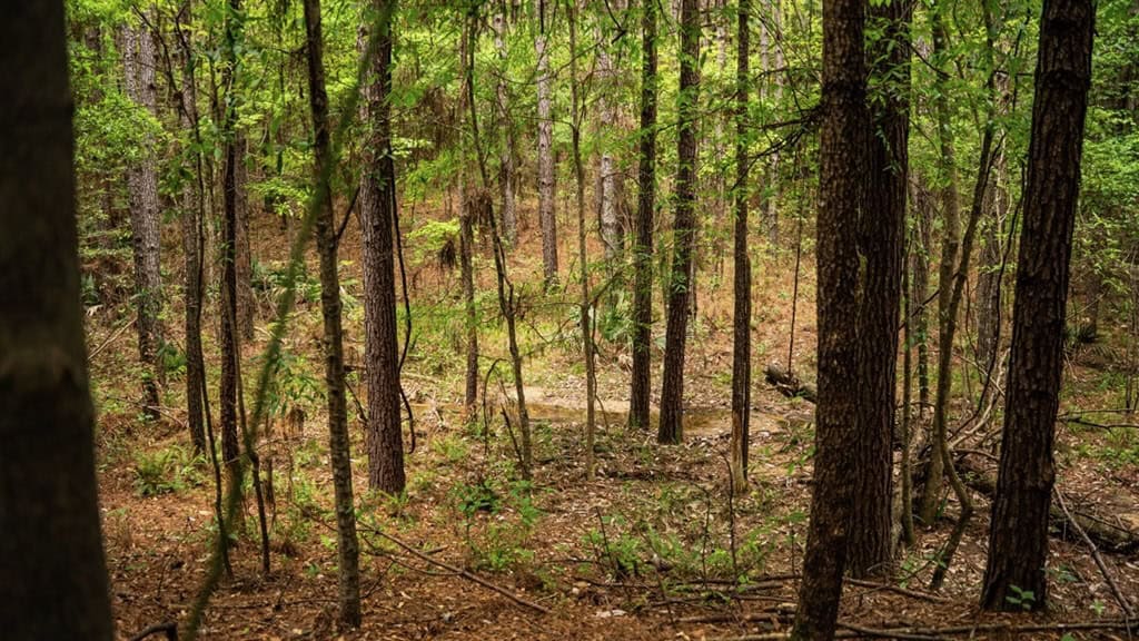 Hunting Property Homochitto Nat’l Forest Wilkinson Co MS