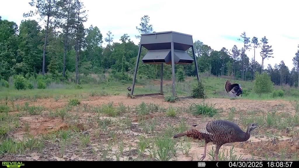 586 Hunting Land in the Catahoula Hills with Creek