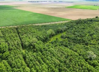 Hunting Land for Sale Morehouse Parish, LA