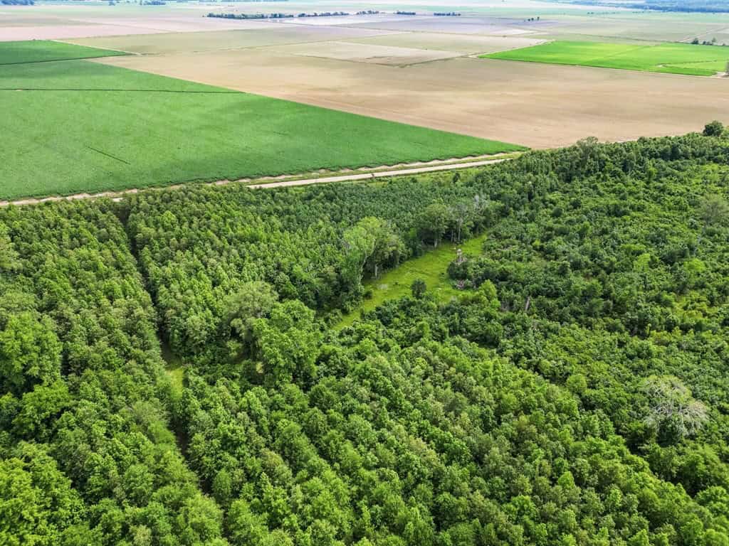 Hunting Land for Sale Morehouse Parish, LA