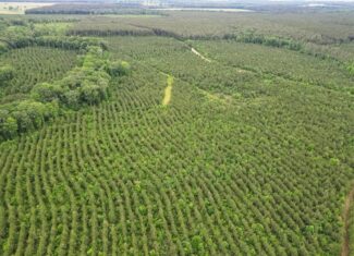 Hunting Land in Mousehouse Parish Near Bastrop, LA