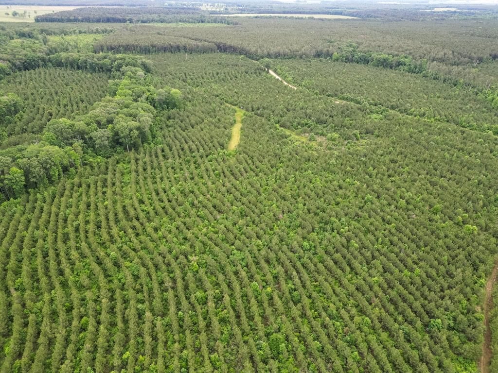 Hunting Land in Mousehouse Parish Near Bastrop, LA