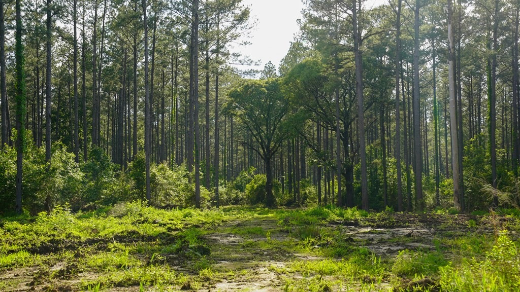 South Mississippi Hunting Paradise for Sale Amite County,MS