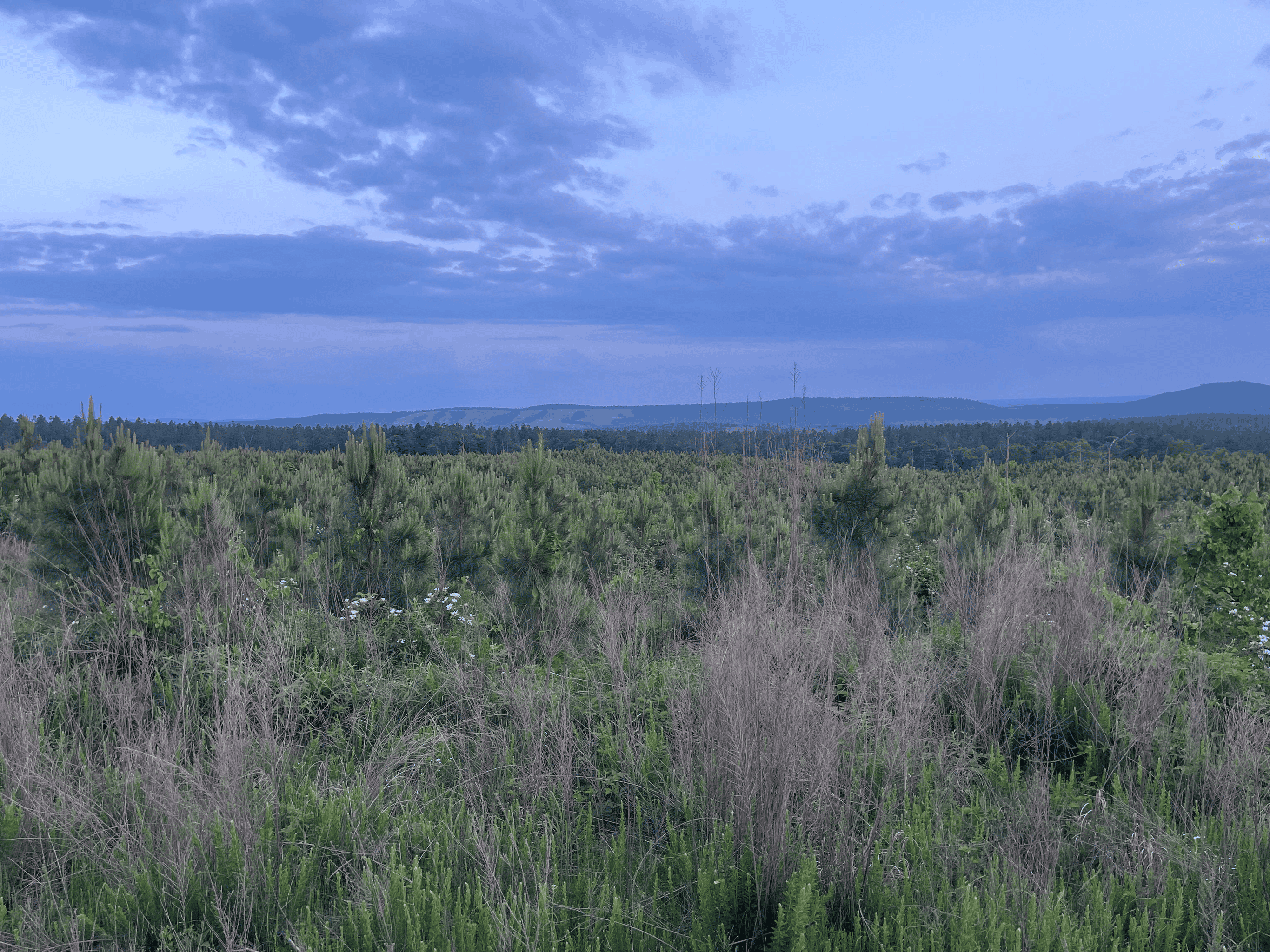 40 acres mol located just off of Wild Horse Trail in McCurtain, County, OK