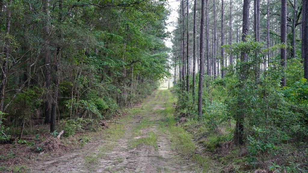 South Mississippi Hunting Paradise for Sale Amite County,MS