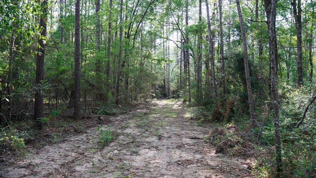 South Mississippi Hunting Paradise for Sale Amite County,MS