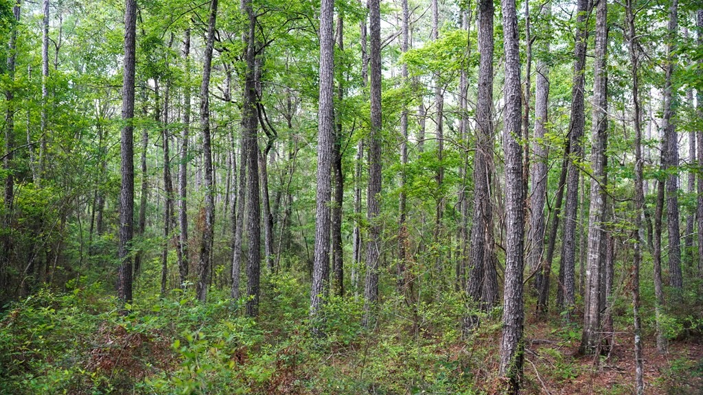 South Mississippi Hunting Paradise for Sale Amite County,MS
