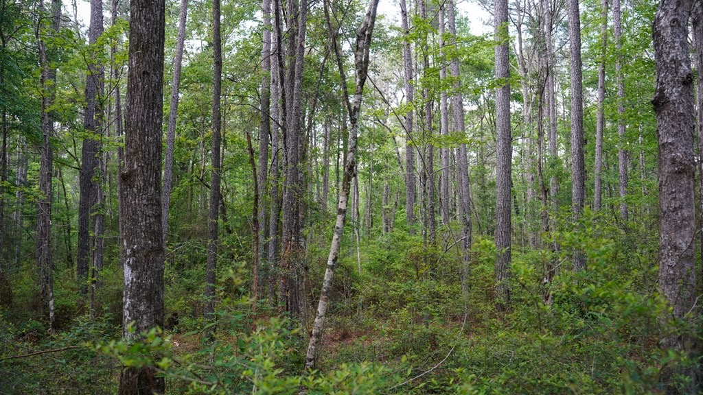 South Mississippi Hunting Paradise for Sale Amite County,MS