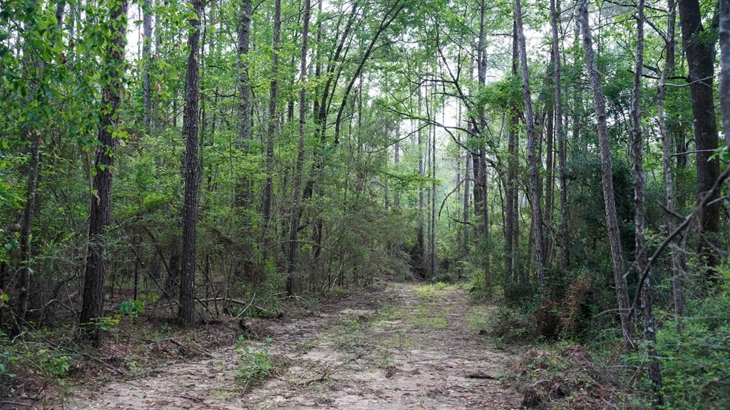 South Mississippi Hunting Paradise for Sale Amite County,MS