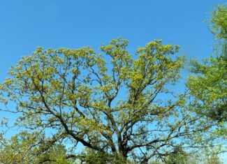 Excellent Off Grid Homesite in Miller County