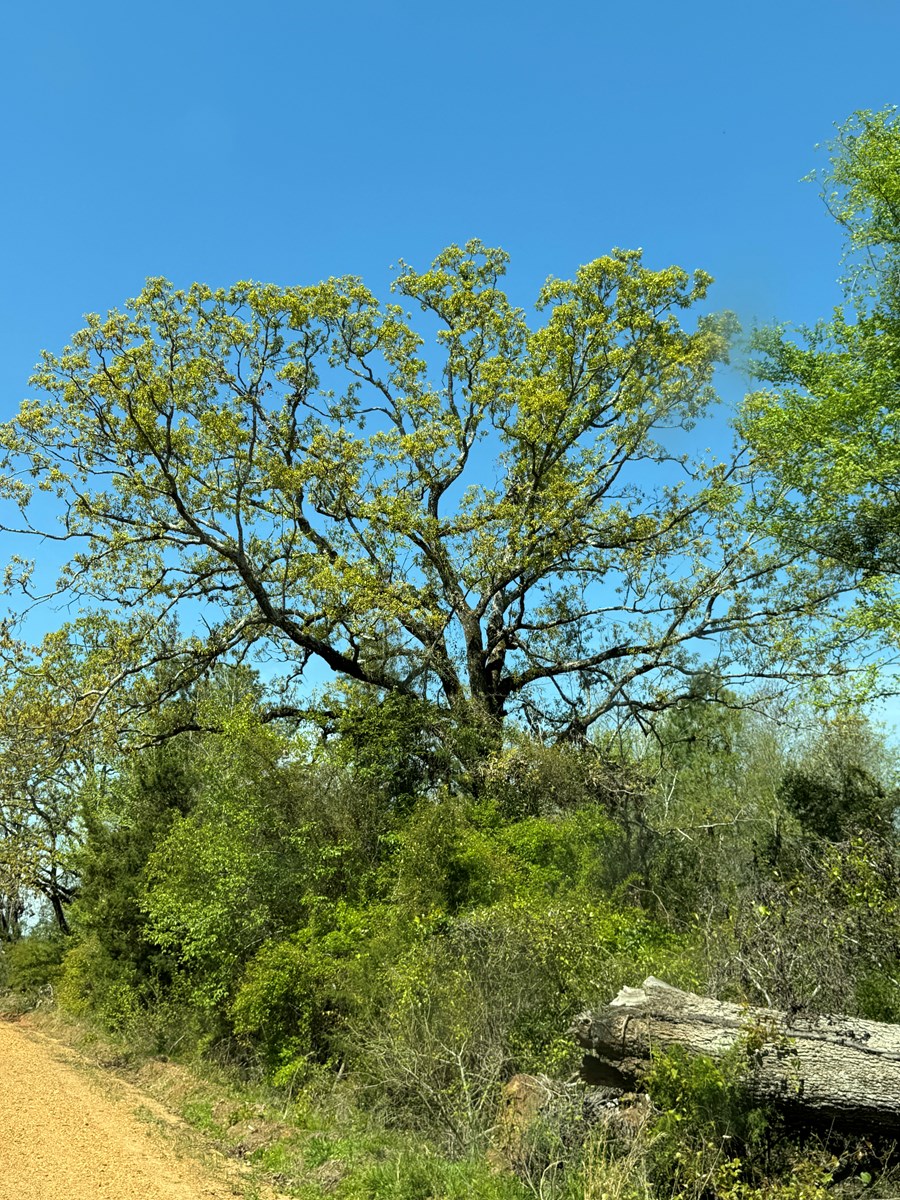Excellent Off Grid Homesite in Miller County