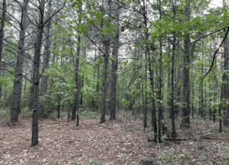 40 acres mol located just off of Wild Horse Trail in McCurtain, County, OK