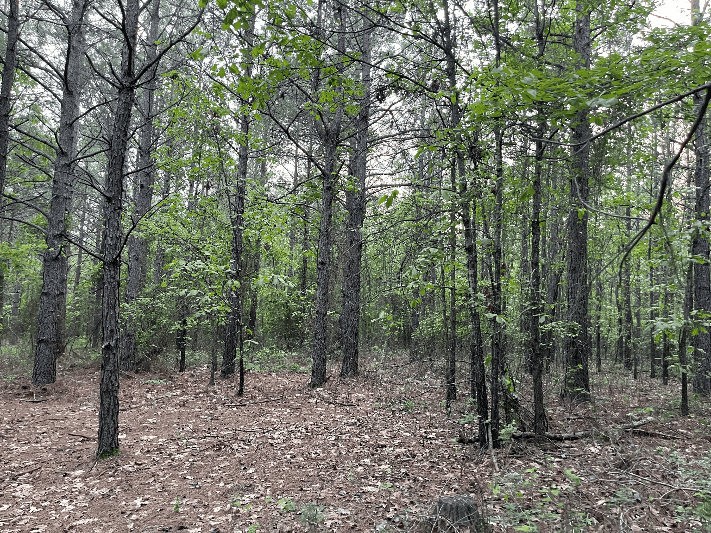 40 acres mol located just off of Wild Horse Trail in McCurtain, County, OK