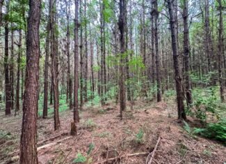Secluded Land for Sale in Roxie – MS Hamburg Community Lot