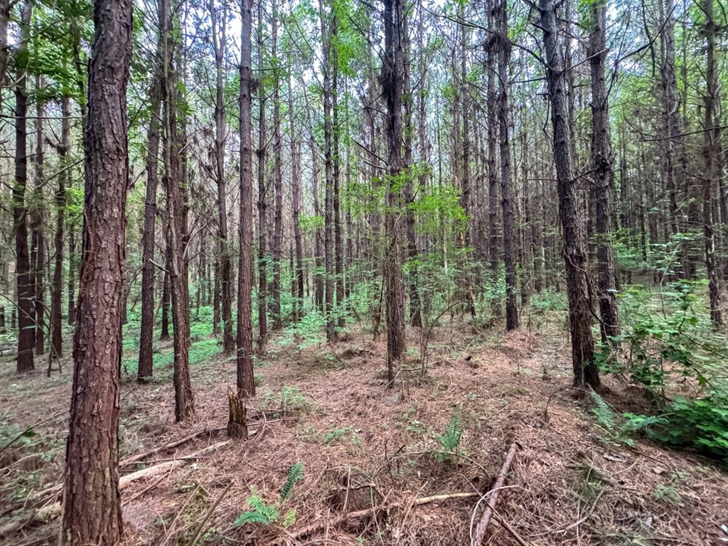 Secluded Land for Sale in Roxie – MS Hamburg Community Lot