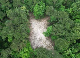 Hamburg 41: Hunting Land for Sale in Roxie, Mississippi