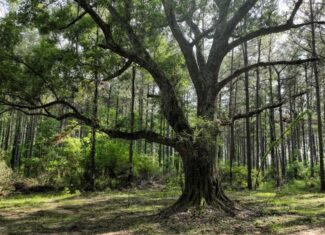 South Mississippi Hunting Paradise for Sale Amite County,MS