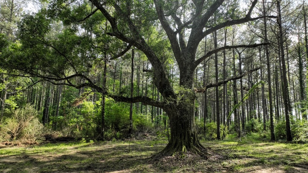 South Mississippi Hunting Paradise for Sale Amite County,MS