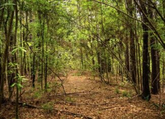 Hunting Property Homochitto Nat’l Forest Wilkinson Co MS