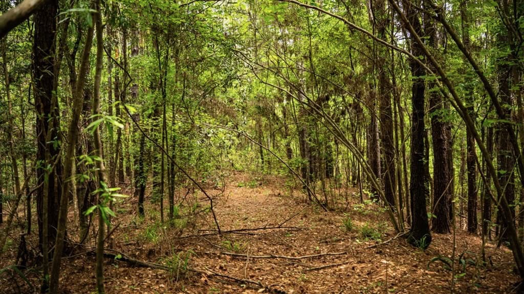 Hunting Property Homochitto Nat’l Forest Wilkinson Co MS