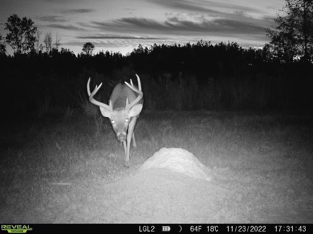 586 Hunting Land in the Catahoula Hills with Creek