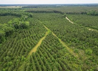 Hunting Land in Mousehouse Parish Near Bastrop, LA